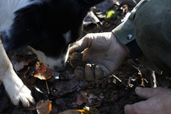 Langhe: Truffle Hunting Experience - Common Questions