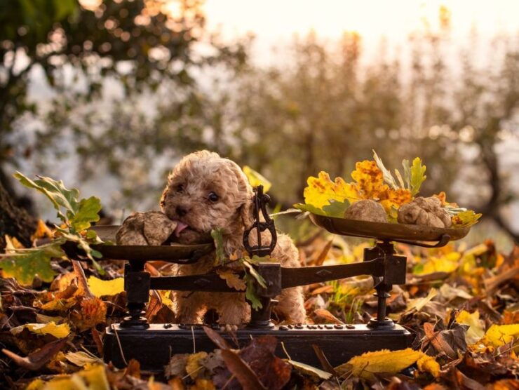 Langhe: Truffle Hunting Tour at Sunset - Experience Highlights