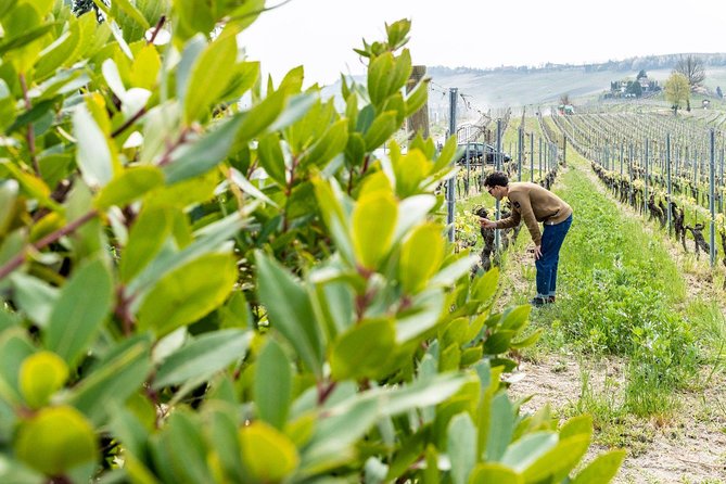 Langhe Wine Tour and Tasting - One Day With a Somm - The Sum Up