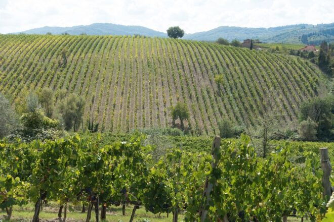 Langhe: Winery Tour and Wine Tasting - Review Summary