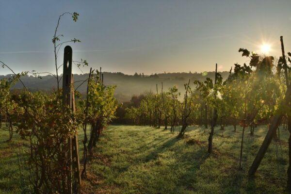 Langhe: Winery Tour and Wine Tasting - Directions