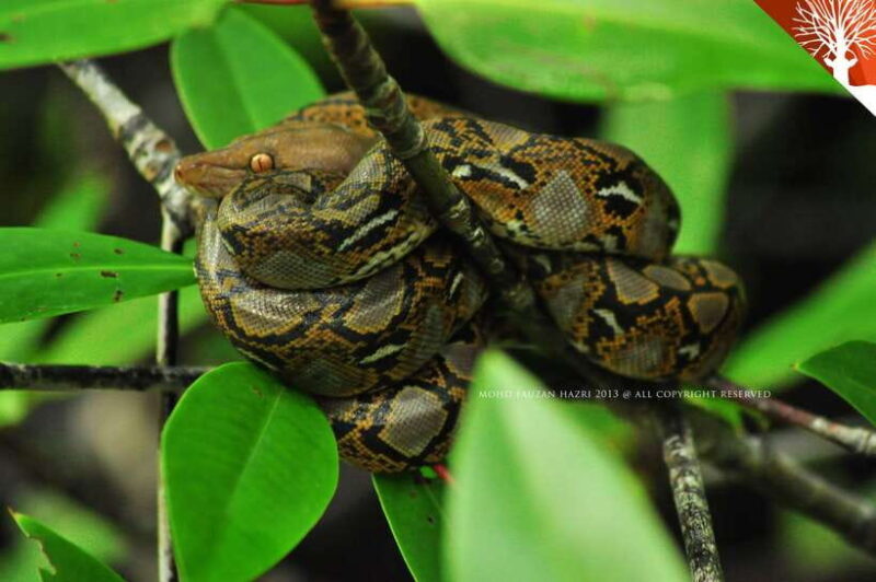 Langkawi: 6-Hour Kilim Mangrove Boat Tour w/ Lunch & Pickup - Transportation, Duration, and Group Size