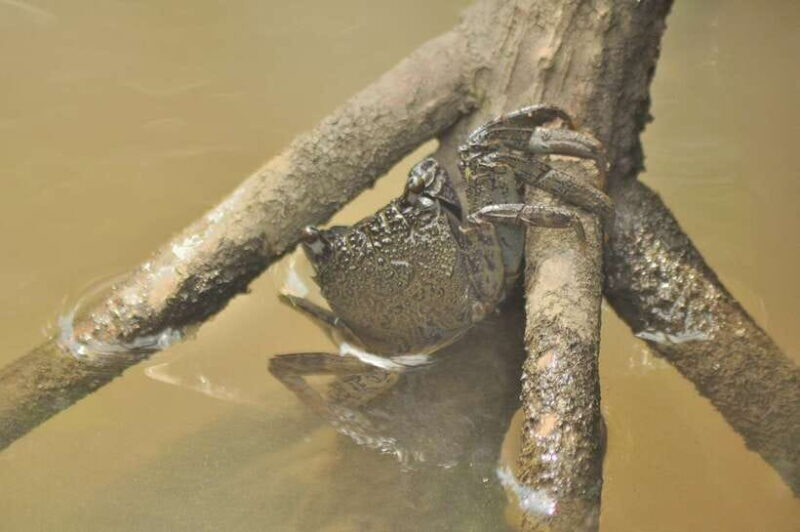 Langkawi: 6-Hour Kilim Mangrove Boat Tour w/ Lunch & Pickup - Pricing and Value