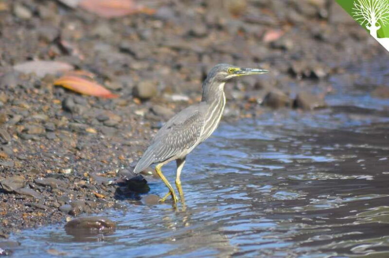 Langkawi: 6-Hour Kilim Mangrove Boat Tour w/ Lunch & Pickup - FAQs
