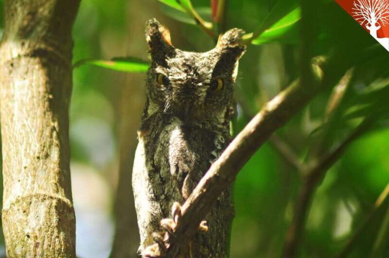 Langkawi: 6-Hour Kilim Mangrove Boat Tour w/ Lunch & Pickup - Pricing & Value