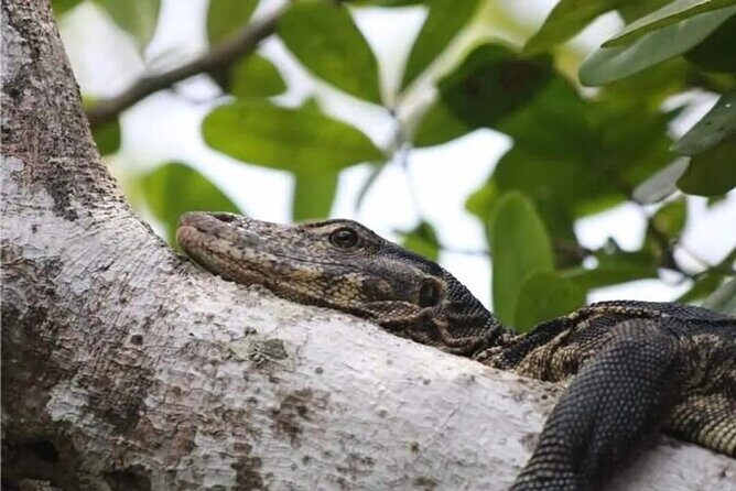 Langkawi Beyond the Brochure: One-Day Intensive Adventure - Summary: Is This Tour Right for You?