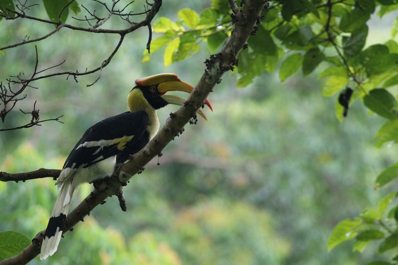 Langkawi Bird Watching Tour with Hotel Transfer - Langkawi bird watching tour at a glance