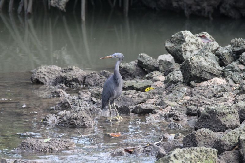 Langkawi Bird Watching Tour with Hotel Transfer - Reading the forest, mangroves and wetlands