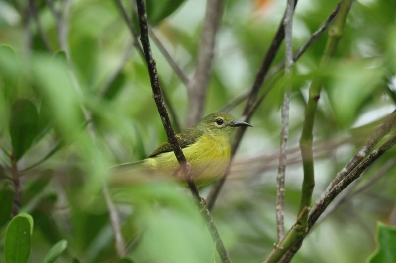 Langkawi Bird Watching Tour with Hotel Transfer - The best time to go, and what to wear