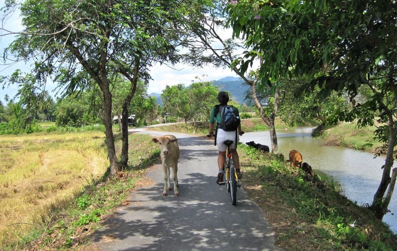 Langkawi Countryside Half-Day Cycling Adventure - Rice Fields Instead of Resort Views