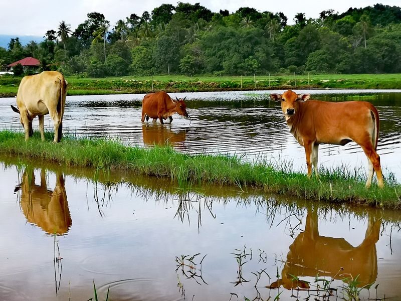 Langkawi Countryside Half-Day Cycling Adventure - The Guide Can Make the Difference