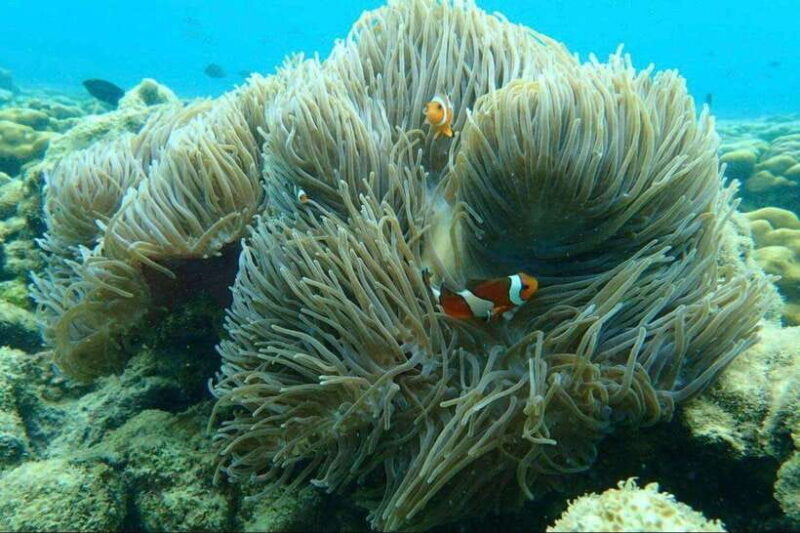 Langkawi: Dangli Island Snorkel and Swim Speedboat Tour - Who Should Consider This Experience?