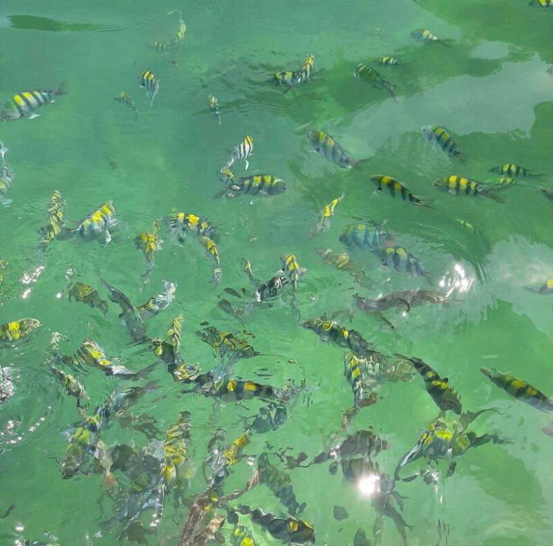 Langkawi: Dangli Island Snorkel and Swim Speedboat Tour - Final Thoughts