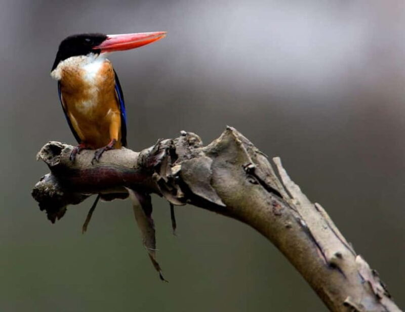 Langkawi: Half Day Birdwatching Tour - An In-Depth Look at the Experience