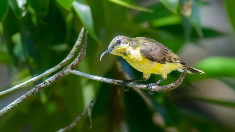 Langkawi: Half Day Birdwatching Tour - Good To Know