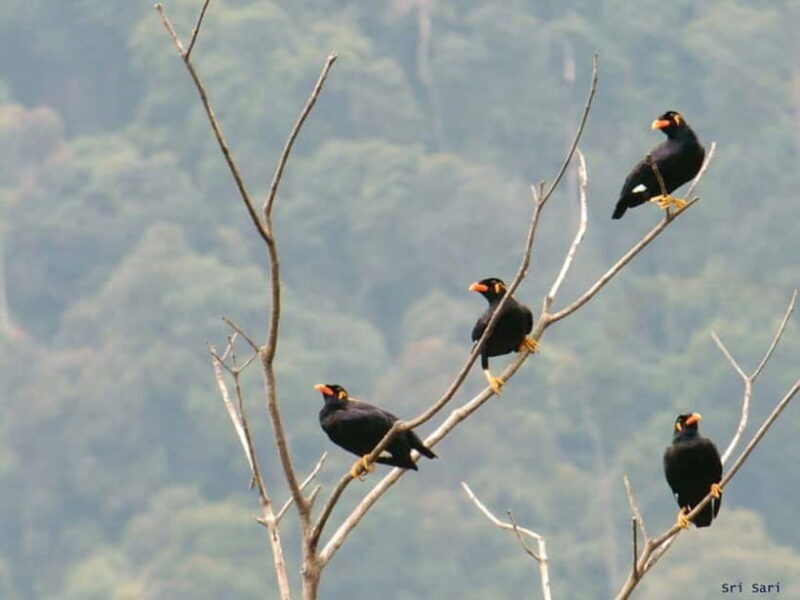 Langkawi: Half Day Birdwatching Tour - The Logistics and Practical Details