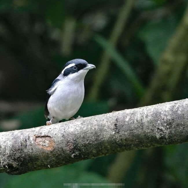 Langkawi: Half Day Birdwatching Tour - Overall Value and Who It’s Best For