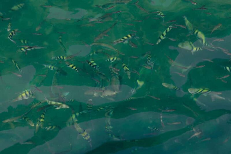 Langkawi Jet Ski Mangrove Tour Tanjung Rhu and Kilim - Why This Tour Works for Different Travelers