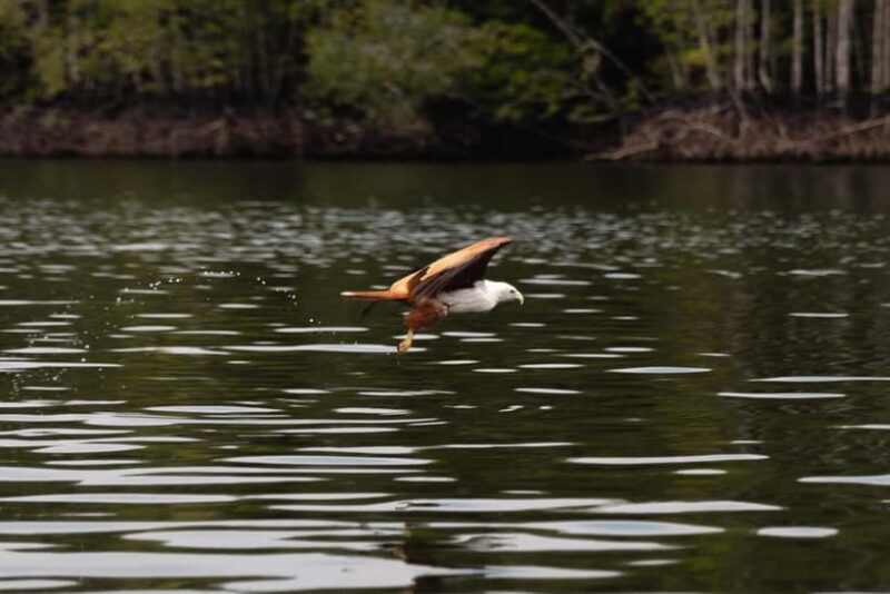 Langkawi: Kilim Geopark Mangrove Tour with Eagle Watching - Good To Know