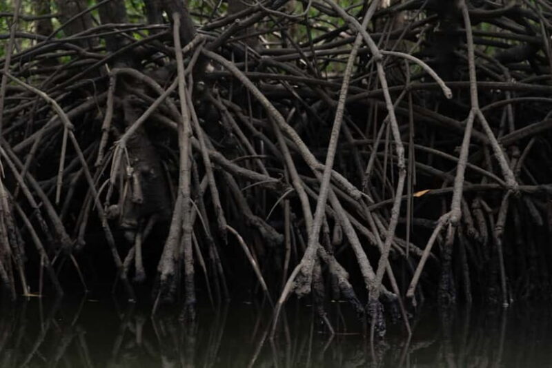 Langkawi: Kilim Geopark Mangrove Tour with Eagle Watching - The Sum Up