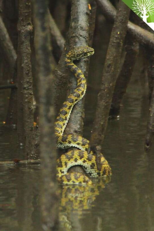 Langkawi: Kilim River Mangrove Safari Kayaking Tour - Good To Know
