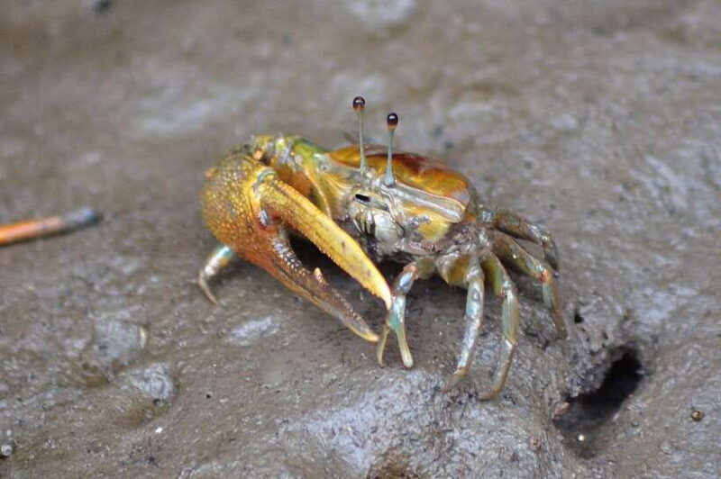Langkawi: Kilim River Mangrove Safari Kayaking Tour - Good To Know
