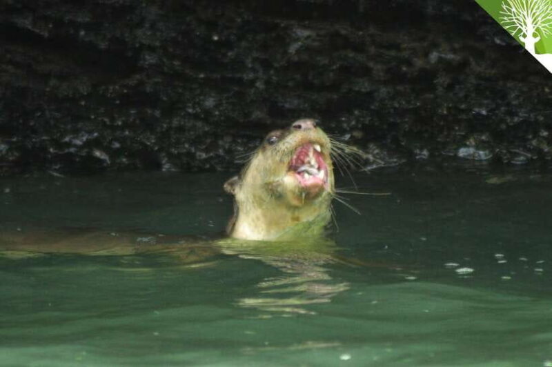 Langkawi: Kilim River Mangrove Safari Kayaking Tour - A Deep Dive Into the Kilim River Mangrove Safari Experience