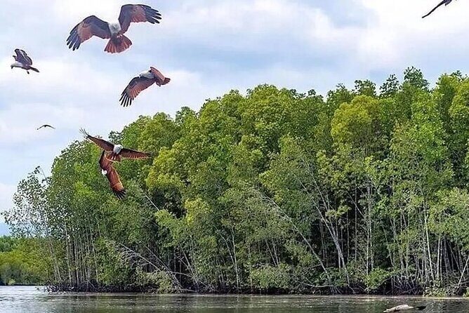 Langkawi Mangrove & Bat Cave Expedition: Sharing Boat With Option - FAQ