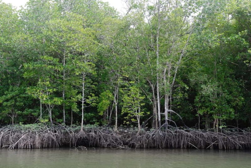 Langkawi Mangrove Boat River Cruise and Private Beach Tour - Good To Know