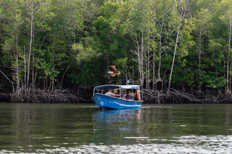 Langkawi Mangrove Boat River Cruise and Private Beach Tour - An In-Depth Look at the Langkawi Mangrove Boat River Cruise