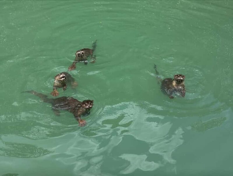 Langkawi: Mangrove Boat Tour w/ Batik Painting & Local Food - Good To Know