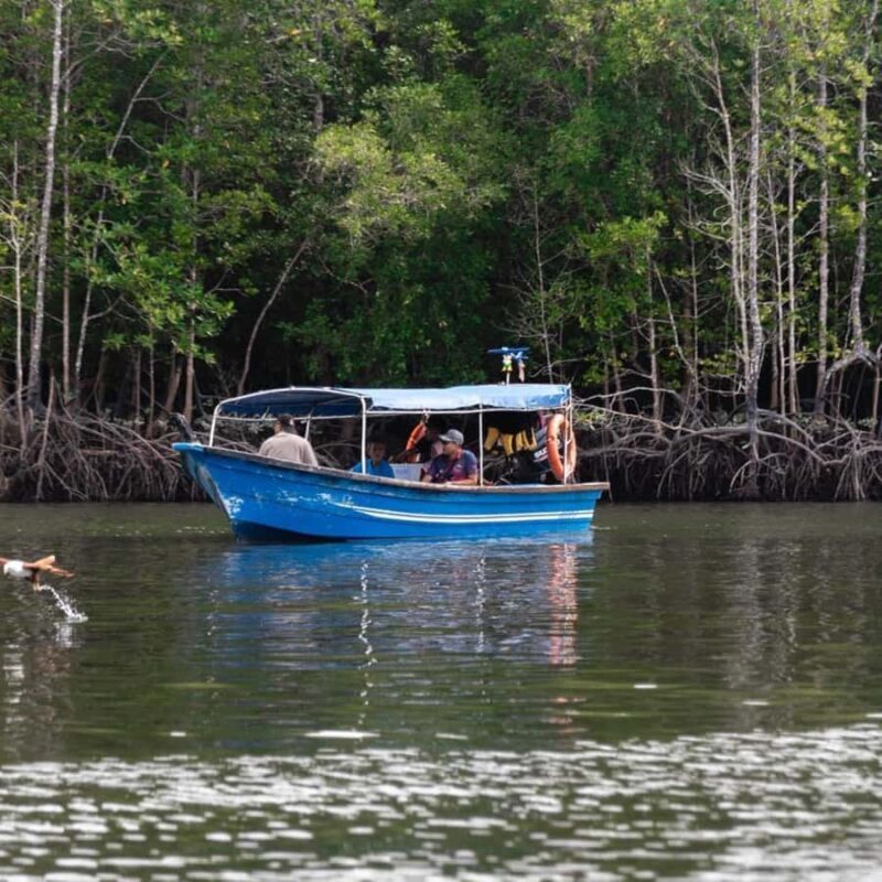 Langkawi: Mangrove Forest Boat Tour with Eagle Watching - Good To Know
