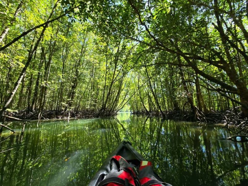 Langkawi: Mangrove Kayak Tour with Wildlife Spotting - Good To Know