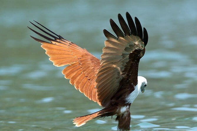 Langkawi Mangrove Kilim UNESCO Geopark and Cave Exploring Tour - An In-Depth Look at the Langkawi Mangrove and Cave Tour