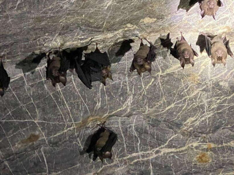 Langkawi Mangrove Monkey Package - Good To Know