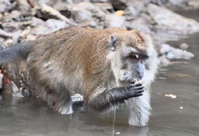 Langkawi Mangrove Monkey Package - Practical Details & Tips