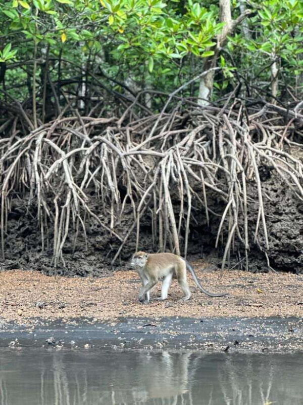 Langkawi Mangrove Monkey Package - FAQ