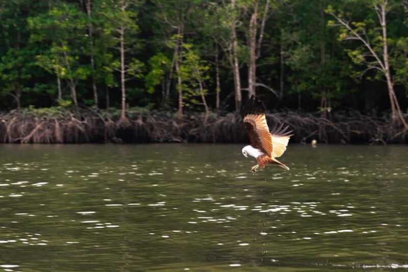 Langkawi: Mangrove River Cruise Sharing 3 Hours - The Value Proposition