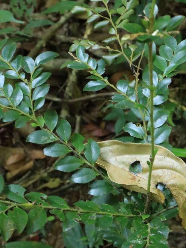 Langkawi: Morning Rainforest Walking Tour - Good To Know