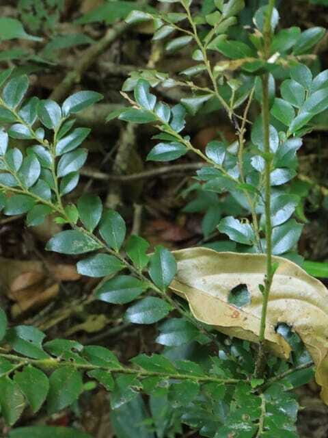 Langkawi: Morning Rainforest Walking Tour - Practical Tips for Participants