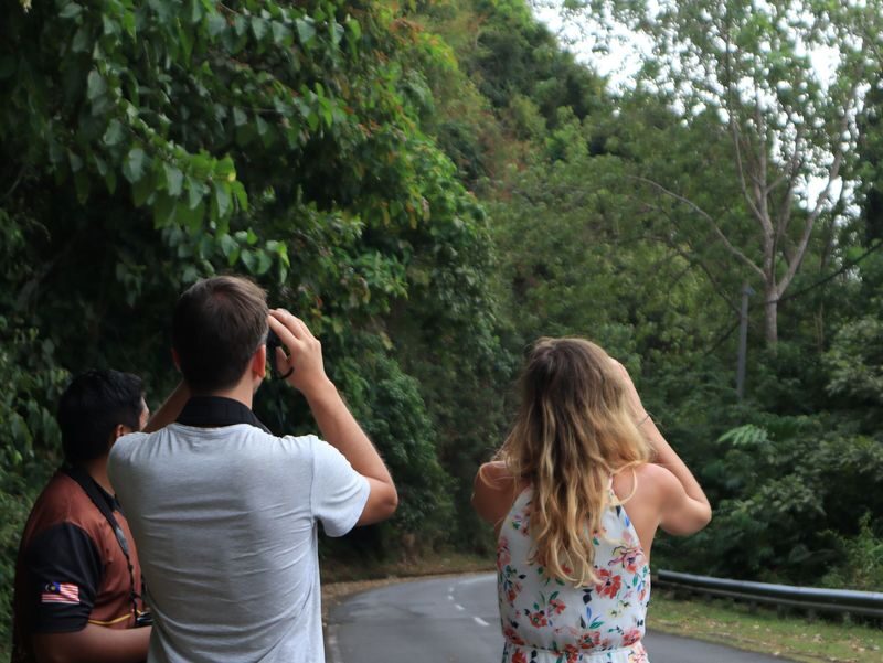 Langkawi Mountain Rainforest Sunset Wildlife Tour - Sunset first, rainforest after dark