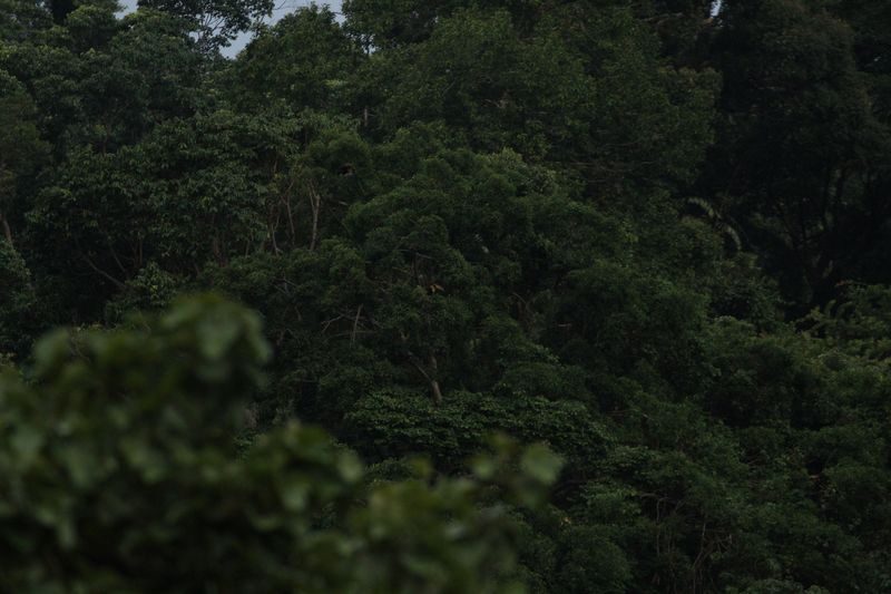 Langkawi Mountain Rainforest Sunset Wildlife Tour - The guide can make the difference