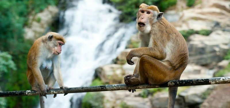 Langkawi Mountain Rainforest Sunset Wildlife Tour - Is the tour a good fit for children?