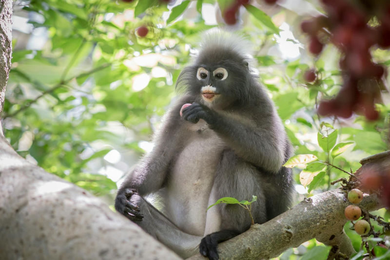 Langkawi Mountain Rainforest Sunset Wildlife Tour - Price, pace and practical expectations