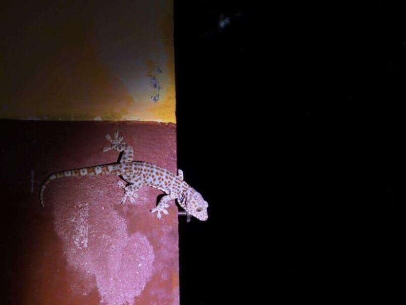 Langkawi: Nighttime Rainforest Tour with Nature Guide - Good To Know