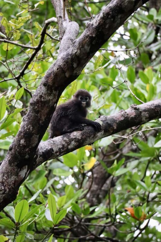 Langkawi: Private Day Tour around Island - An In-Depth Look at the Langkawi Private Day Tour