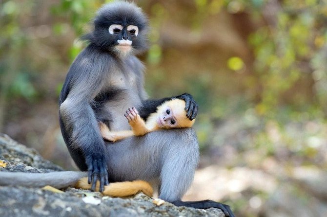 Langkawi Rainforest Jungle Trekking Tour With Private Pickup - Additional Information