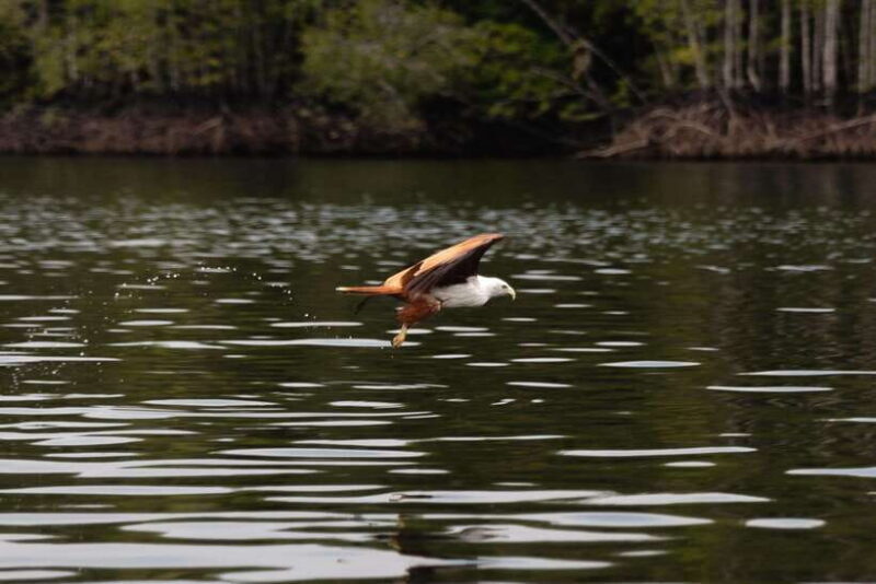 Langkawi Royal Mangrove Tour with Snorkeling Package - In-Depth Review of the Langkawi Royal Mangrove Tour