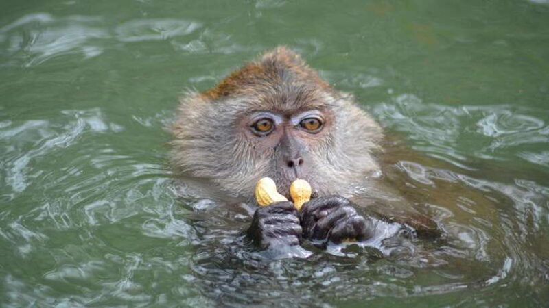 Langkawi Signature Mangrove Discovery Boat Tour (Shared) - Final Thoughts: Is It Worth It?