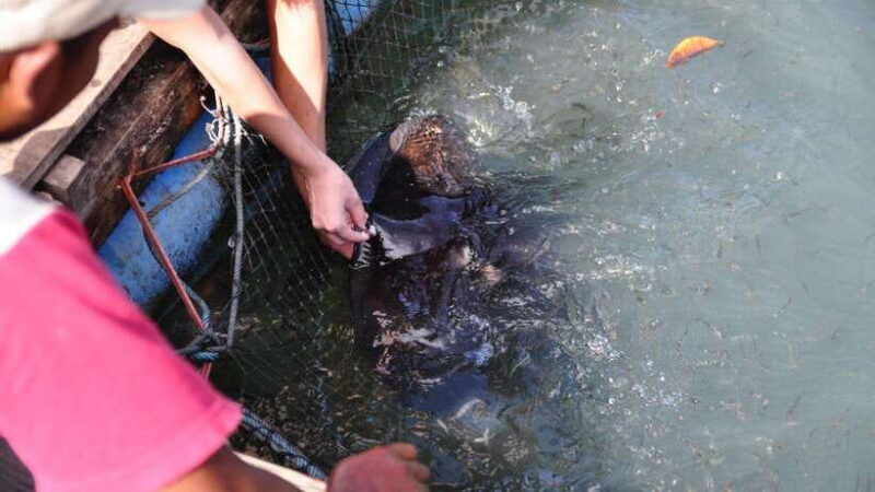 Langkawi Signature Mangrove Discovery Boat Tour (Shared) - FAQ